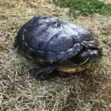 いわお