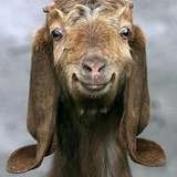 goat_head from patreon