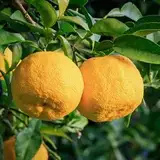 YUZU KONBU