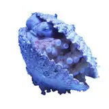 ledzeppelin910 from fanbox