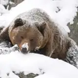 DmitriytheRussianBear from patreon